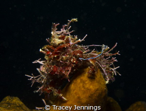 Bad hair day - decorator crab in the Philippines by Tracey Jennings 